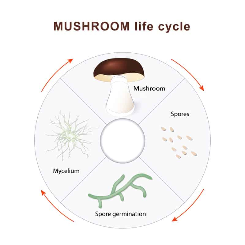 Medicinal mushrooms 